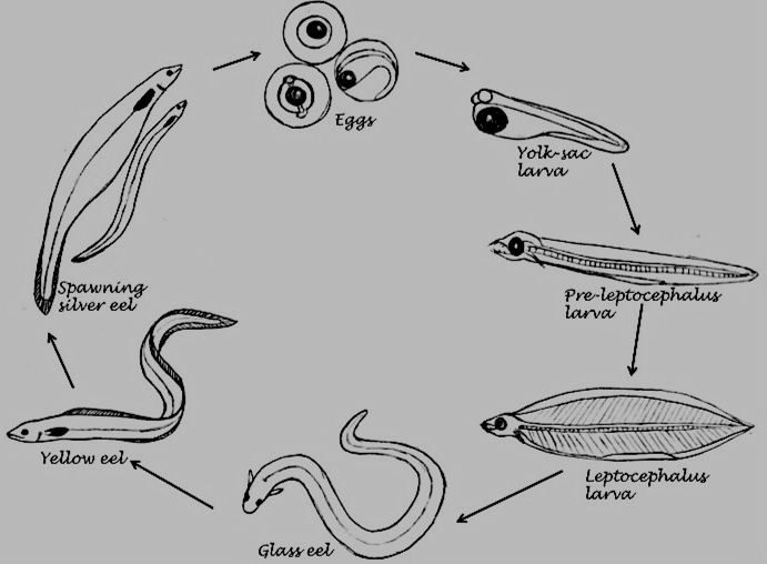 691x508 Sketch Of The Life Cycle Of The European Eel (Anguilla Anguilla - Eel Sketch