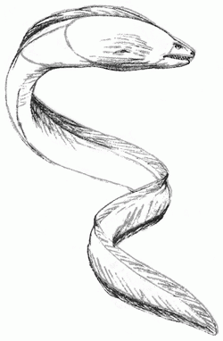 250x382 Electric Eel - Eel Sketch