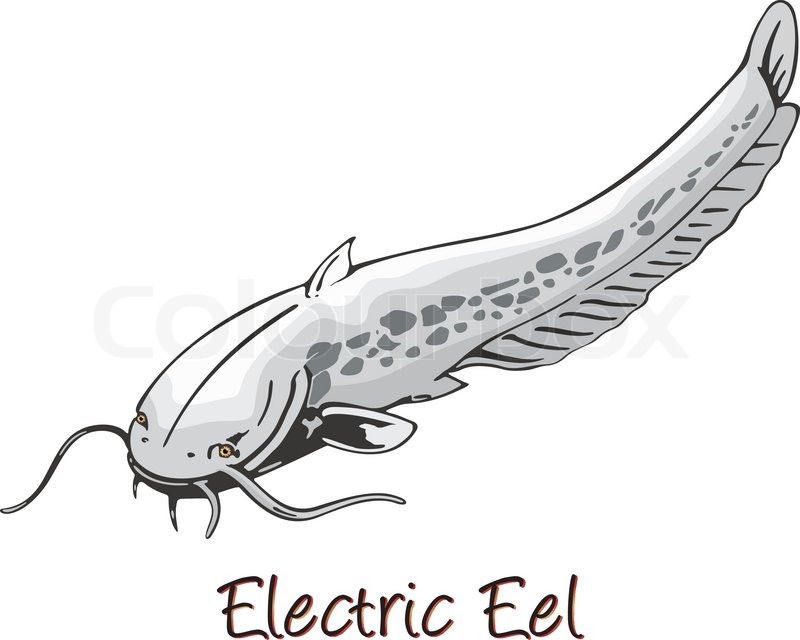 800x640 Electric Eel, Color Illustration Stock Vector Colourbox - Eel Sketch