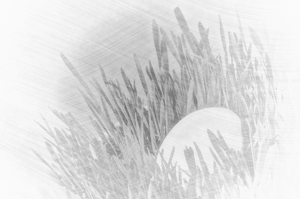 615x408 Easter Egg Sketch Free Stock Photo - Egg Sketch