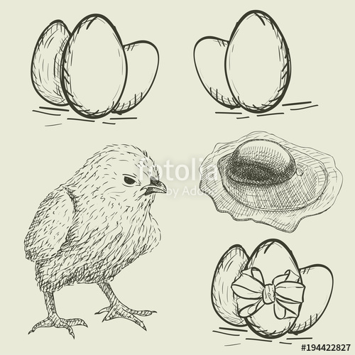 500x500 Vector Set Of Chicken And Egg. Sketch Stock Image And Royalty - Egg Sketch