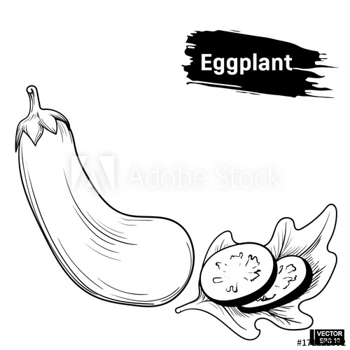 500x500 Eggplant Sketch Hand Drawing - Eggplant Sketch
