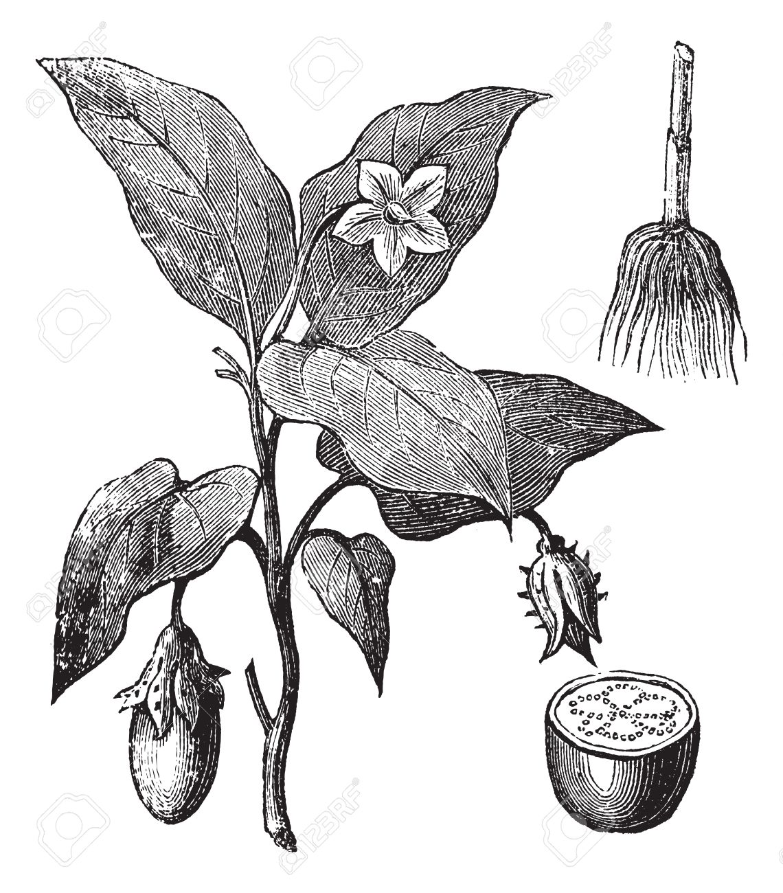 1140x1300 Collection Of Eggplant Tree Drawing High Quality, Free - Eggplant Sketch