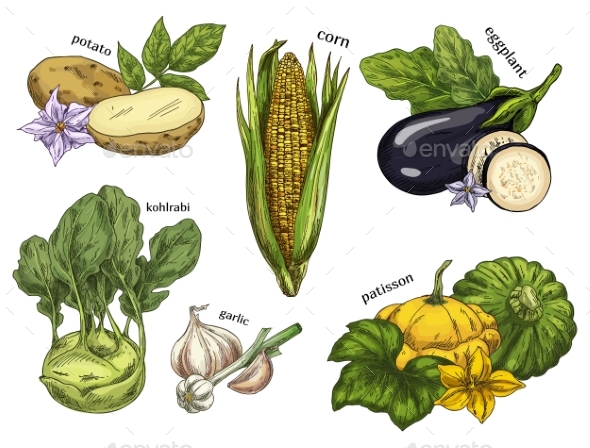 590x448 Sketch Of Corn And Potato, Kohlrabi And Eggplant By Cookamoto - Eggplant Sketch