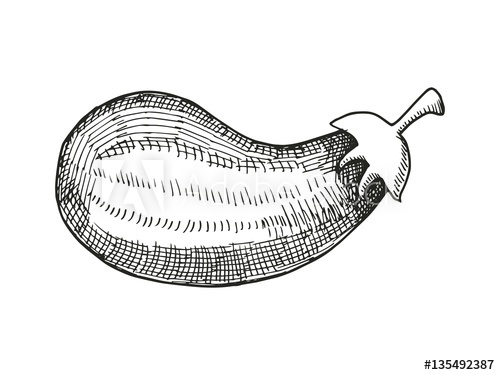 500x375 Eggplant Sketch. Vector Illustration - Eggplant Sketch