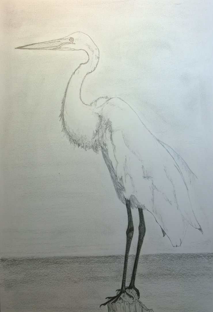 740x1080 Great Egret (Pencil Sketch) By Gerhard Von Liebau - Egret Sketch
