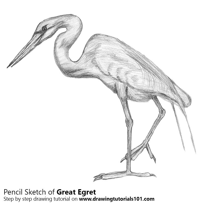800x800 Great Egret Pencil Drawing - Egret Sketch