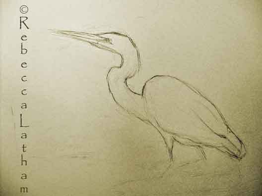 528x396 Great Egret New Rough Sketch For The Painting Paintings Of - Egret Sketch