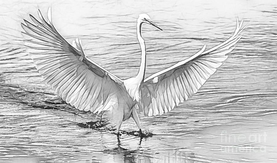 900x529 Great White Egret Sketch Photograph By Paulette Thomas - Egret Sketch