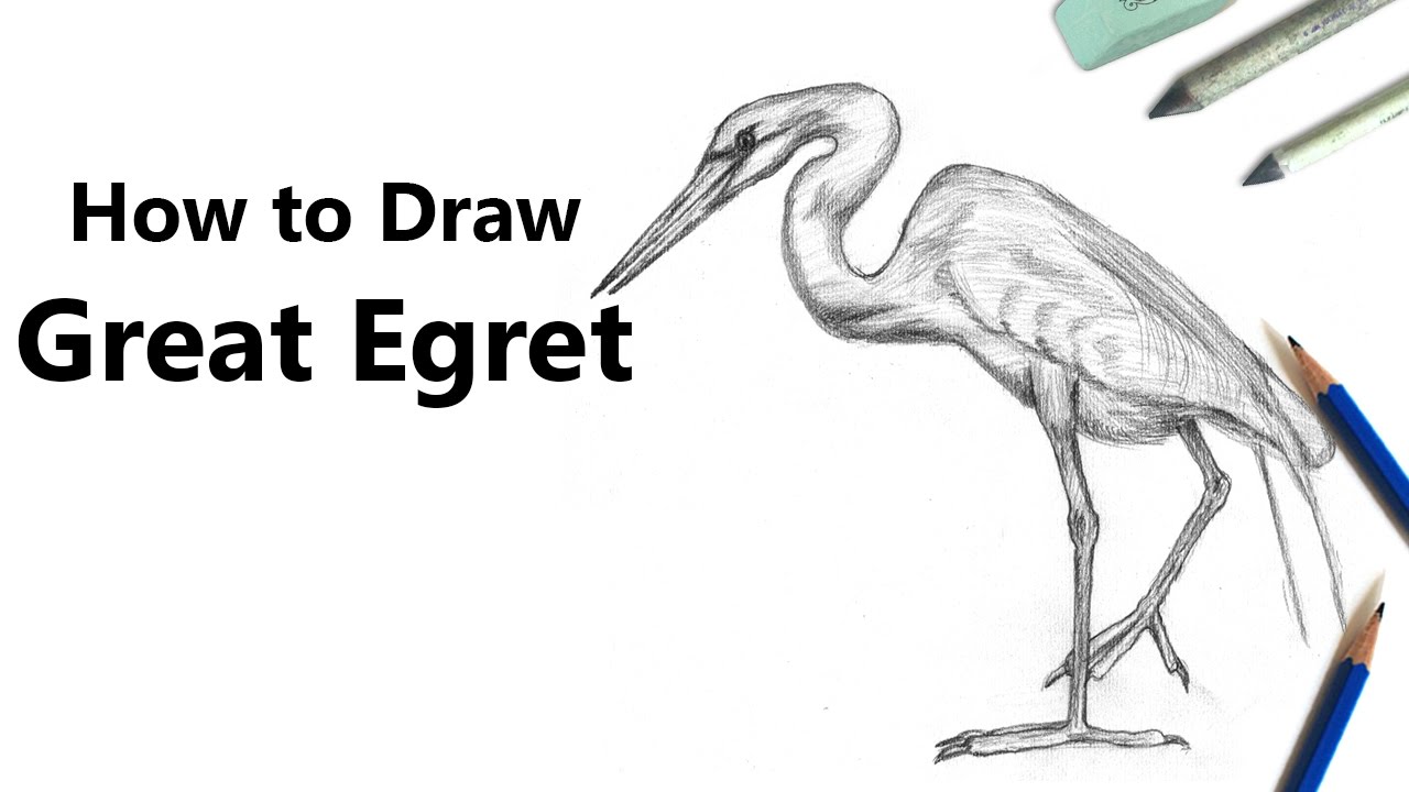 1280x720 How To Draw A Great Egret With Pencils [Time Lapse] - Egret Sketch