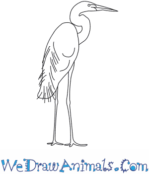 300x350 How To Draw A Great Egret - Egret Sketch