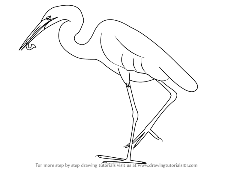 800x566 Learn How To Draw A Great Egret (Birds) Step By Step Drawing - Egret Sketch