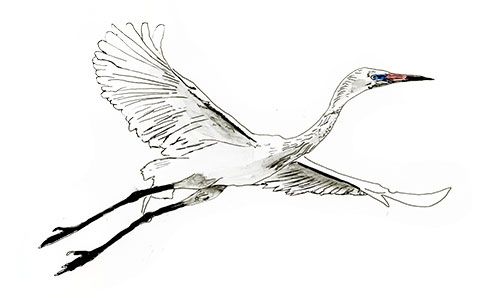 500x298 Reddish Egret White Phase Nature Sketch. Copic Markers Sketch Of - Egret Sketch