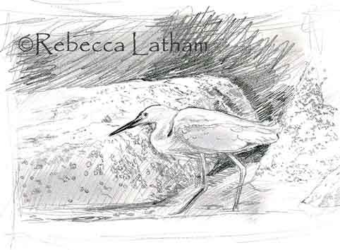 482x354 Snowy Egret Sketch Paintings Of Wildlife Amp Nature By Rebecca Latham - Egret Sketch