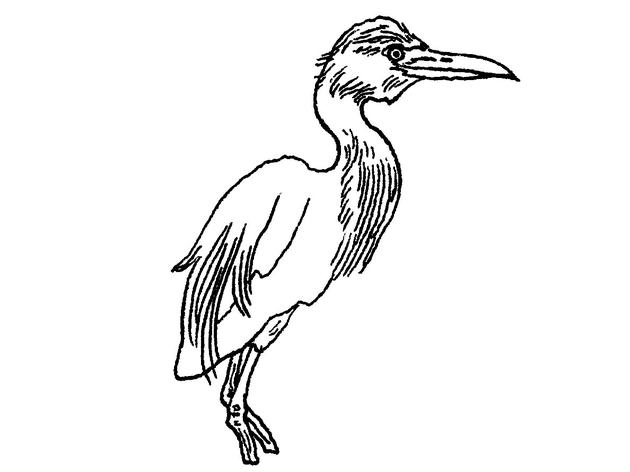 630x472 The Sketch Audubon - Egret Sketch