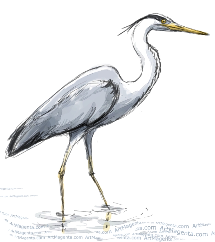 Egret Sketch at Explore collection of Egret Sketch