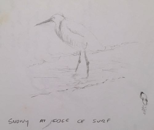 500x421 Snowy Egret Sketch Ambrose The Art Of Daniel Ambrose - Egret Sketch
