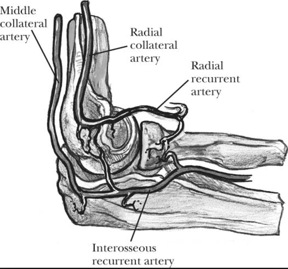 934x872 Osteochondritis Dissecans Of Elbow - Elbow Sketch