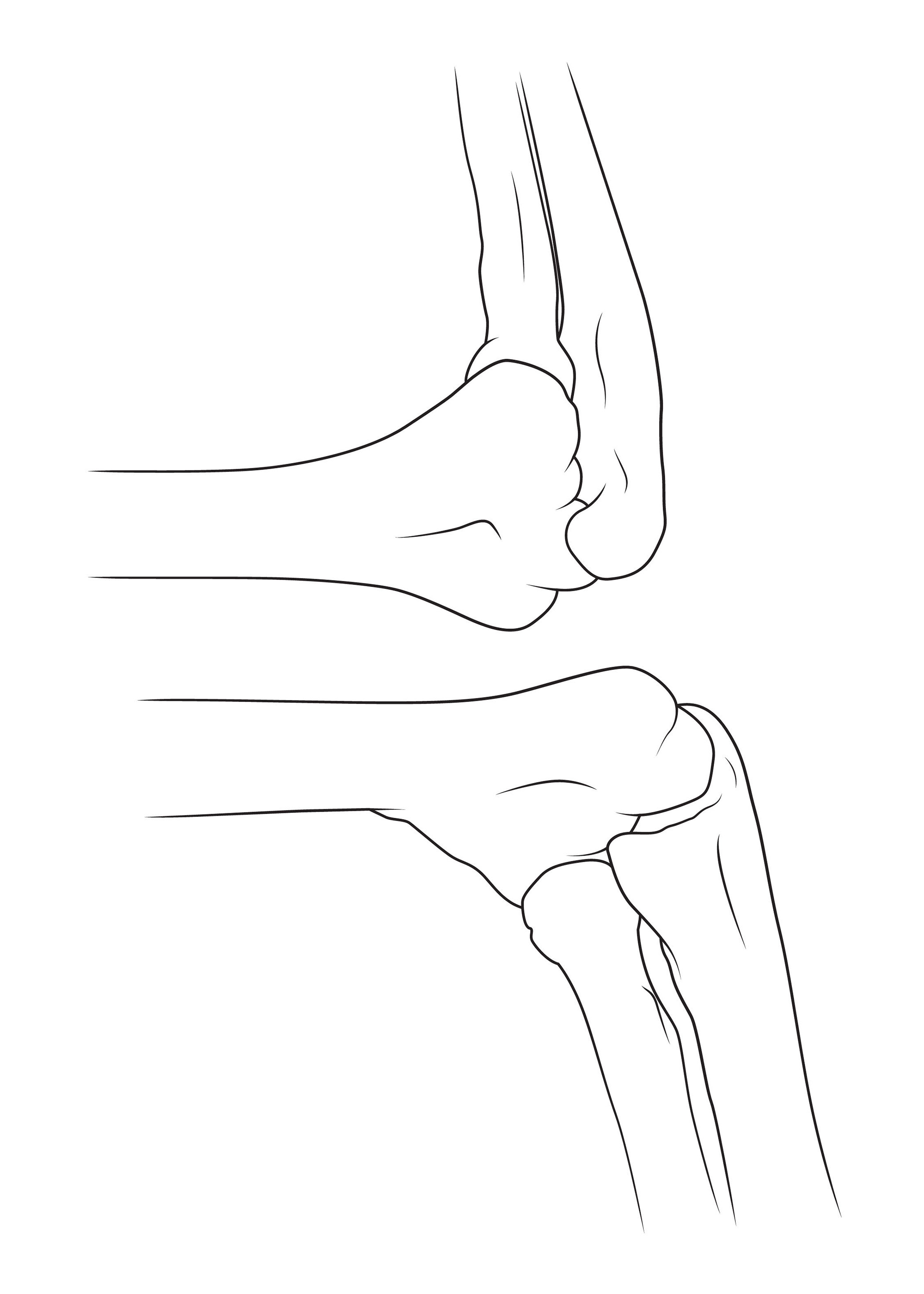 2100x2940 The Elbow And Attached Bones Anatomy Sketch - Elbow Sketch