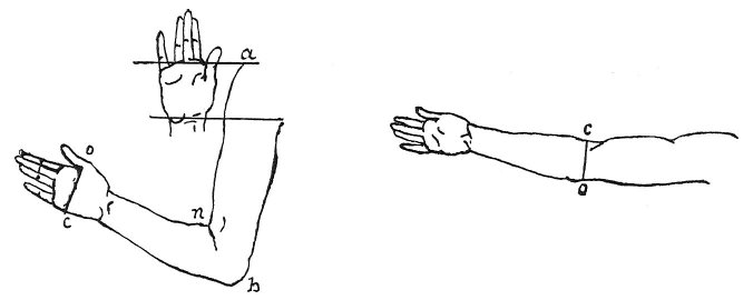 676x270 Vol. I Vii. On The Proportions And On The Movements Of The Human - Elbow Sketch