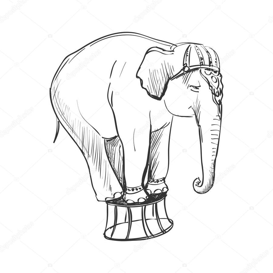 900x900 Download Vintage Circus Elephants Drawing Clipart Indian Elephant - Elephant Black And White Sketch