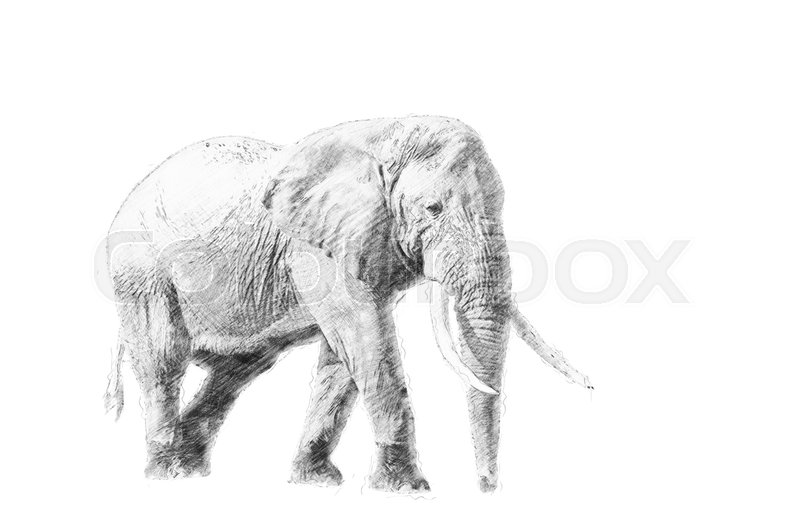 Elephant Black And White Sketch at Explore
