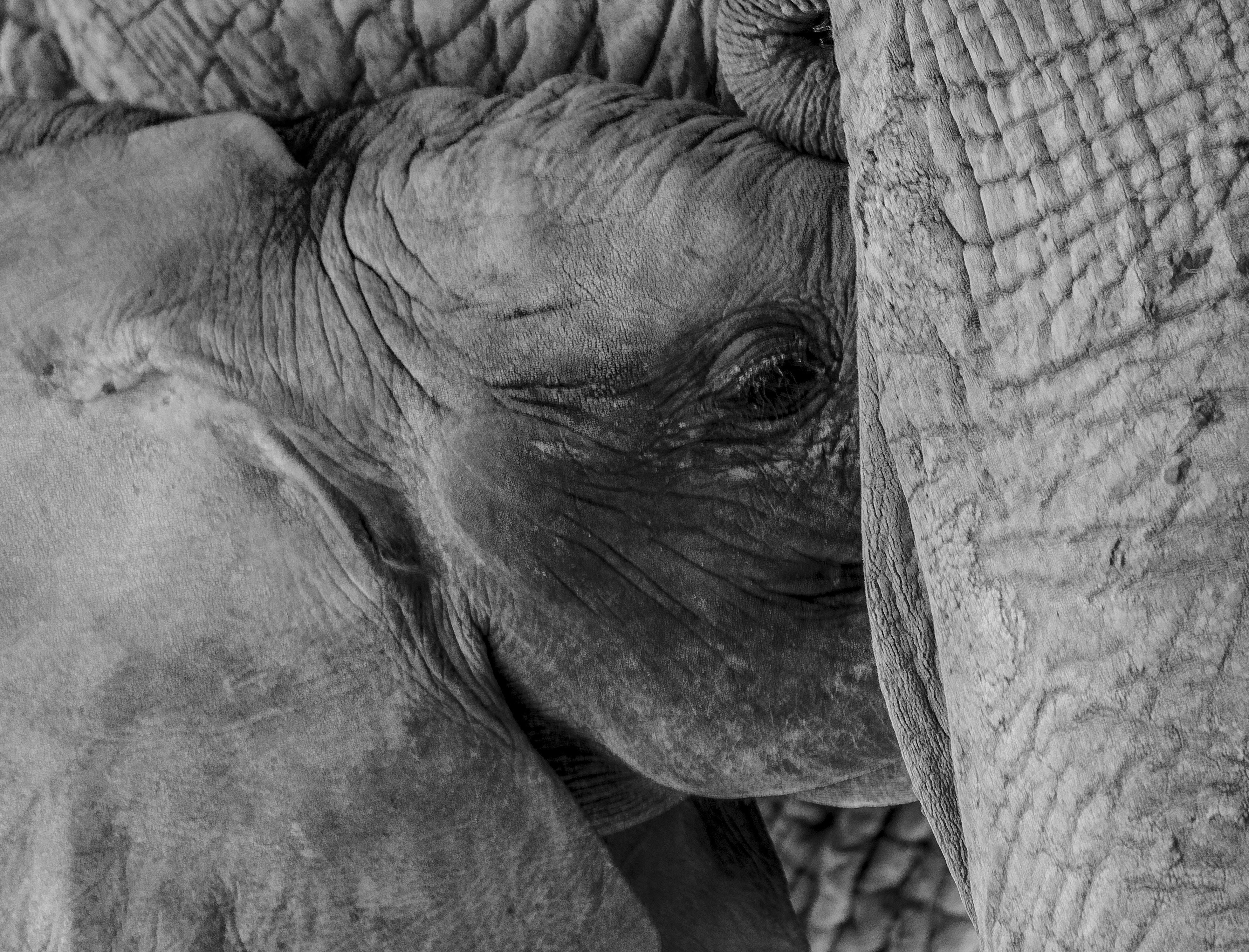 3929x2995 Free Images Nature, Black And White, Animal, Cute, Wildlife - Elephant Black And White Sketch