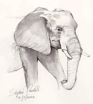309x345 Elephant Face Sketch - Elephant Face Sketch