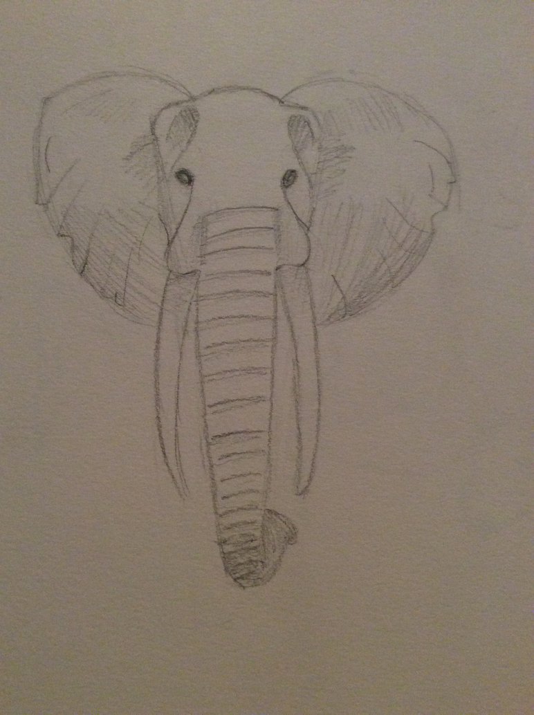 772x1034 Elephant Face Sketch By The Llamazing Llama - Elephant Face Sketch