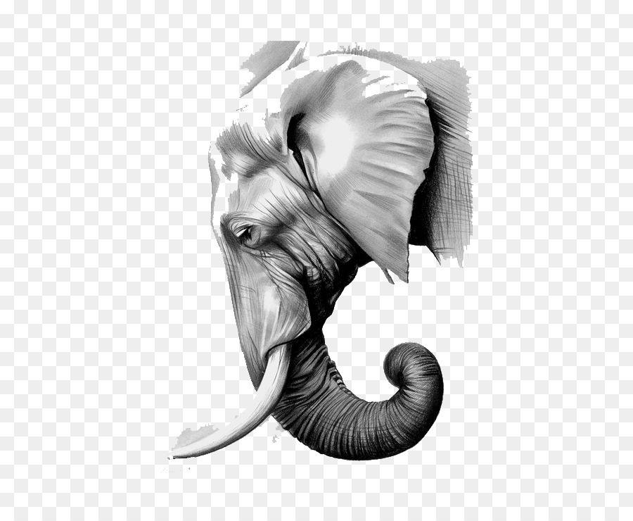 900x740 The Elephants Paper Asian Elephant Graphite - Elephant Face Sketch