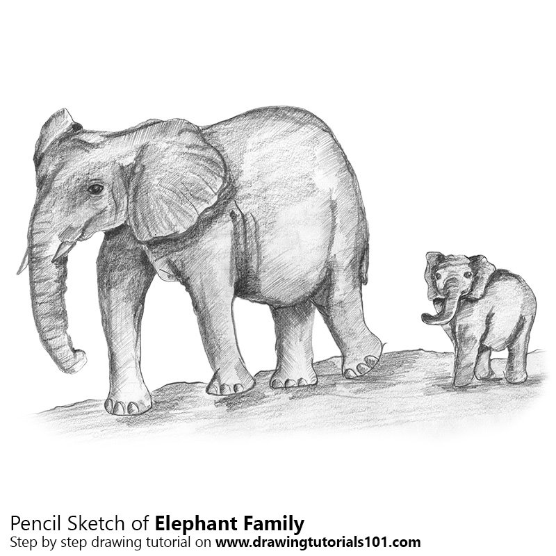 800x800 Elephant Family Pencil Drawing - Elephant Family Sketch