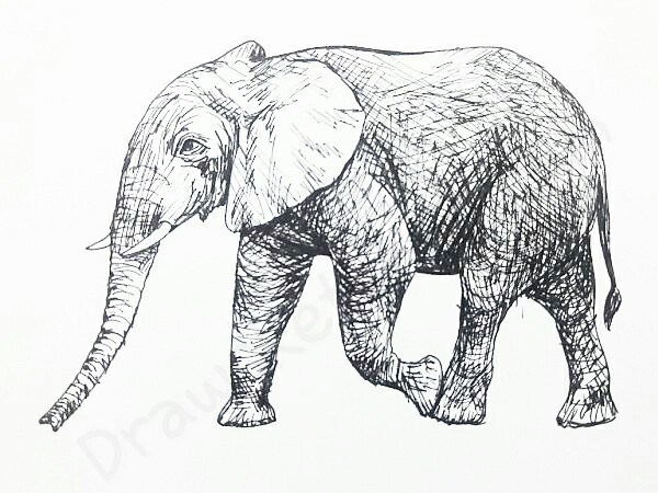 600x450 How To Draw An Elephant In 13 Easy And Detailed Steps With (Pictures) - Elephant Family Sketch