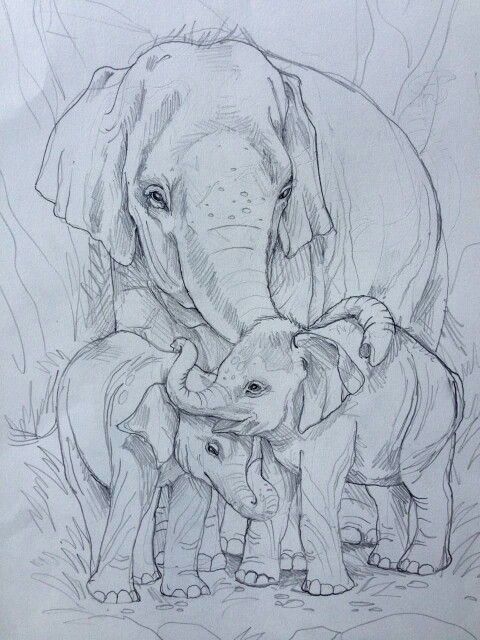 480x640 Best Pencil Drawing Of Elephant Amp Family Steemit - Elephant Family Sketch