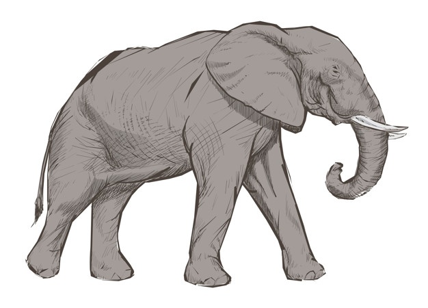 626x450 Elephant Vectors, Photos And Psd Files Free Download - Elephant Front View Sketch