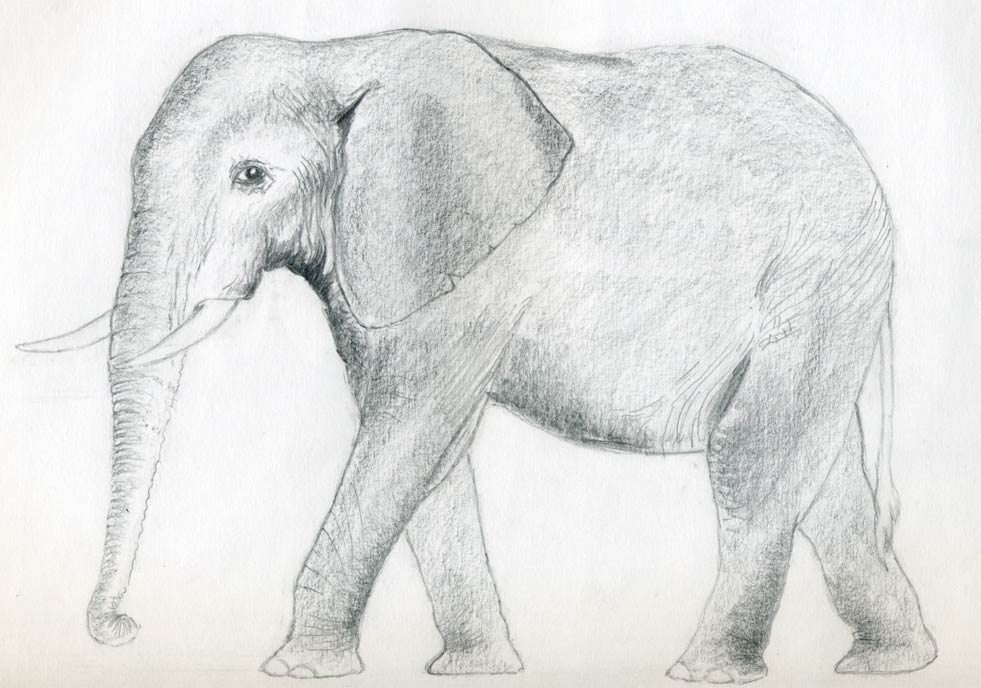 981x688 How To Draw An Elephant - Elephant Front View Sketch