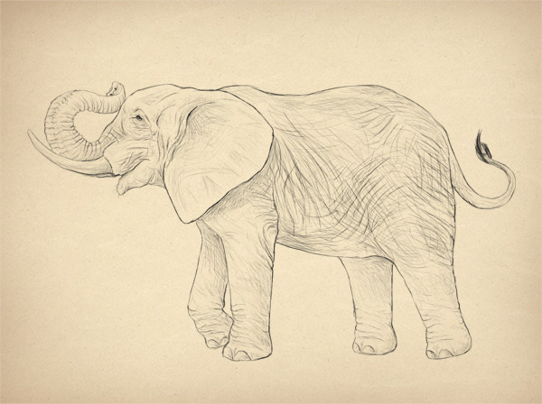 600x448 How To Draw Animals Elephants, Their Species And Anatomy - Elephant Front View Sketch