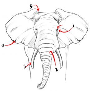 302x291 How To Draw A Realistic Elephant, Draw Real Elephant, Step By Step - Elephant Front View Sketch