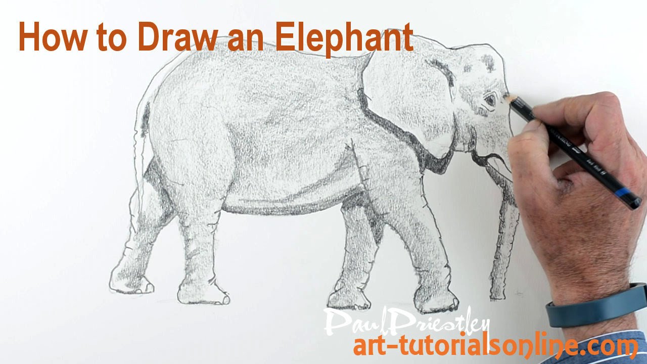 1280x720 How To Draw An Elephant - Elephant Front View Sketch
