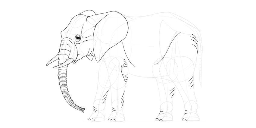 850x425 How To Draw An Elephant Step By Step - Elephant Front View Sketch