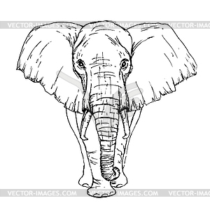 300x300 Sketch By Pen African Elephant Front View - Elephant Front View Sketch
