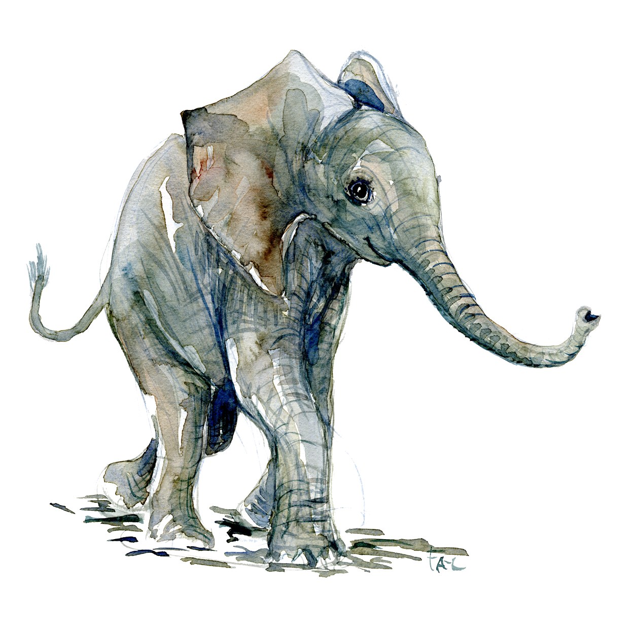 1250x1250 Young Elephant Watercolor Sketch Frits Ahlefeldt - Elephant Front View Sketch