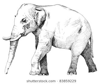 342x280 Drawn Asian Elephant Pen And Ink - Elephant Front View Sketch