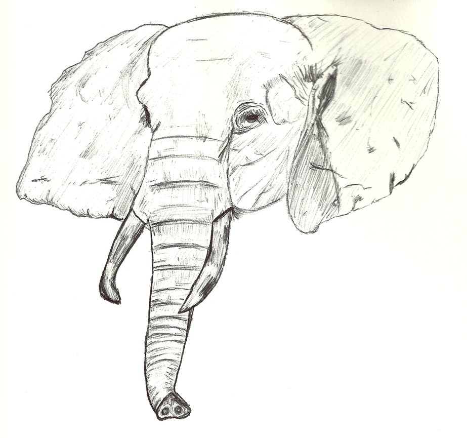 923x865 Elephant Drawing Face Indian Elephant Face Drawing Elephant Head - Elephant Head Sketch
