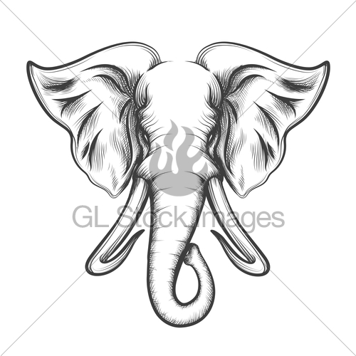 500x500 Elephant Head In Engraving Style Gl Stock Images - Elephant Head Sketch