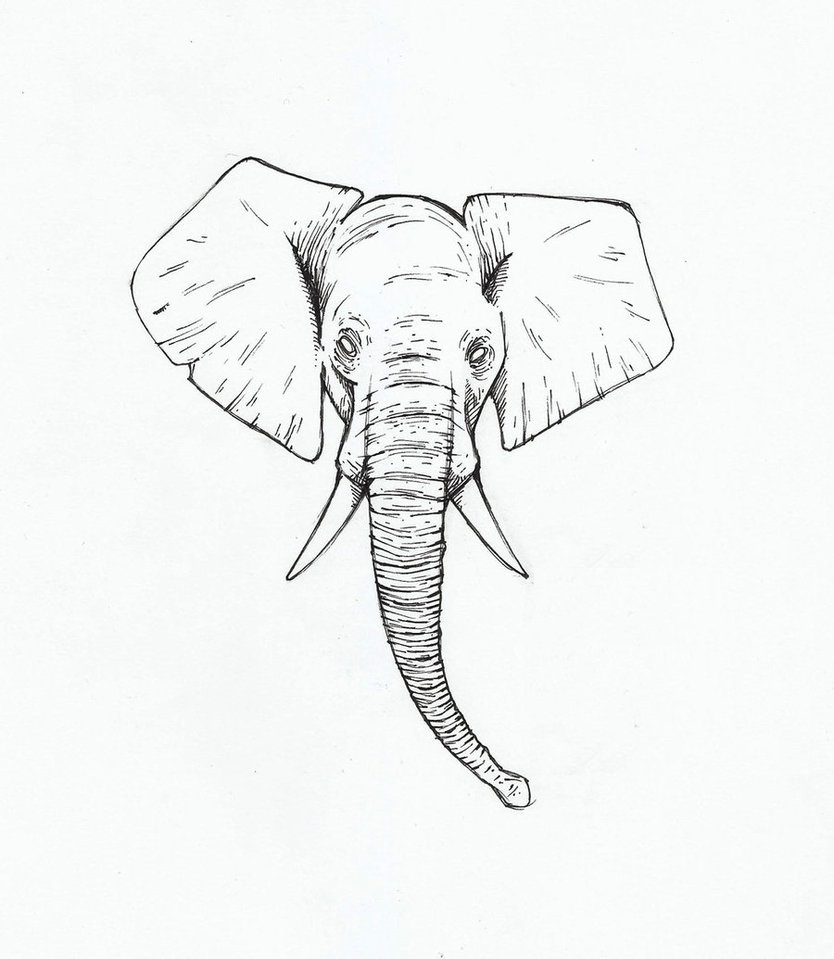 834x959 Elephant Head Sketch - Elephant Head Sketch