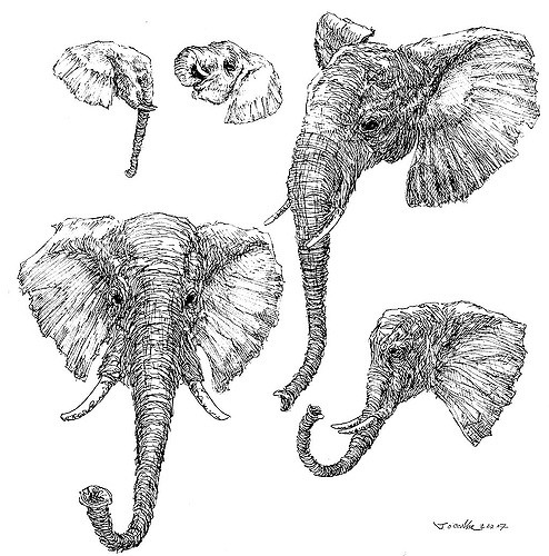 494x500 Elephant Head Sketches I Read A Really Terrible Story - Elephant Head Sketch