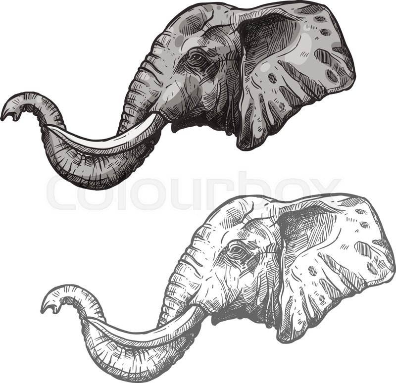 800x774 Elephant Head Or Muzzle Sketch Icon. Vector Isolated African Or - Elephant Head Sketch