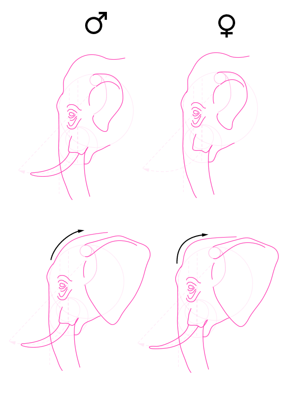 600x810 How To Draw Animals Elephants, Their Species And Anatomy - Elephant Head Sketch