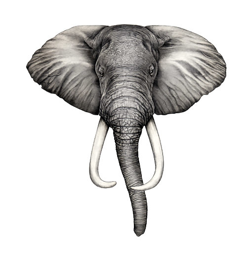 Elephant Head Sketch at PaintingValley.com | Explore collection of ...