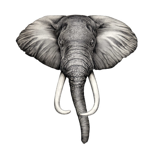 500x518 Simple Elephant Head Tattoo Design - Elephant Head Sketch